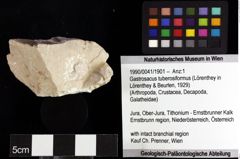 Foto (Objket + Etiketten) von Cracensigillatus acutirostrus (Moericke, 1889) 